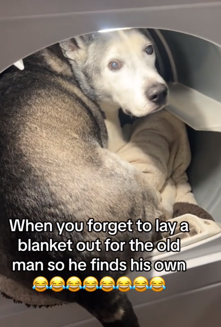 Old dog and blanket 1