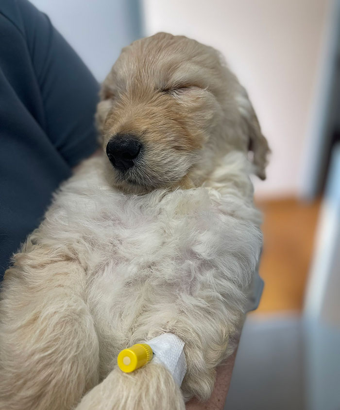 Veterinarian presented with 7-week-old puppy set to be euthanized because of birth defect instead adopted him Veterinarian presented with 7-week-old puppy set to be euthanized because of birth defect instead adopted him