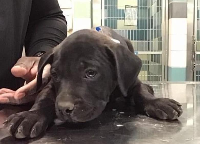 Litter of 9-week-old puppies in emergency need of rescue because no one came to help them