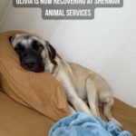 Dog shot with pellet gun by two men to end her life recovers and gets adopted by police officer