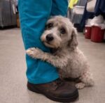 Poor ‘Oli’ can’t stand on his own and shelter is no place to fall apart