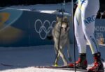 Coolest wolfdog joins women’s cross country skiing team at 2026 Olympics