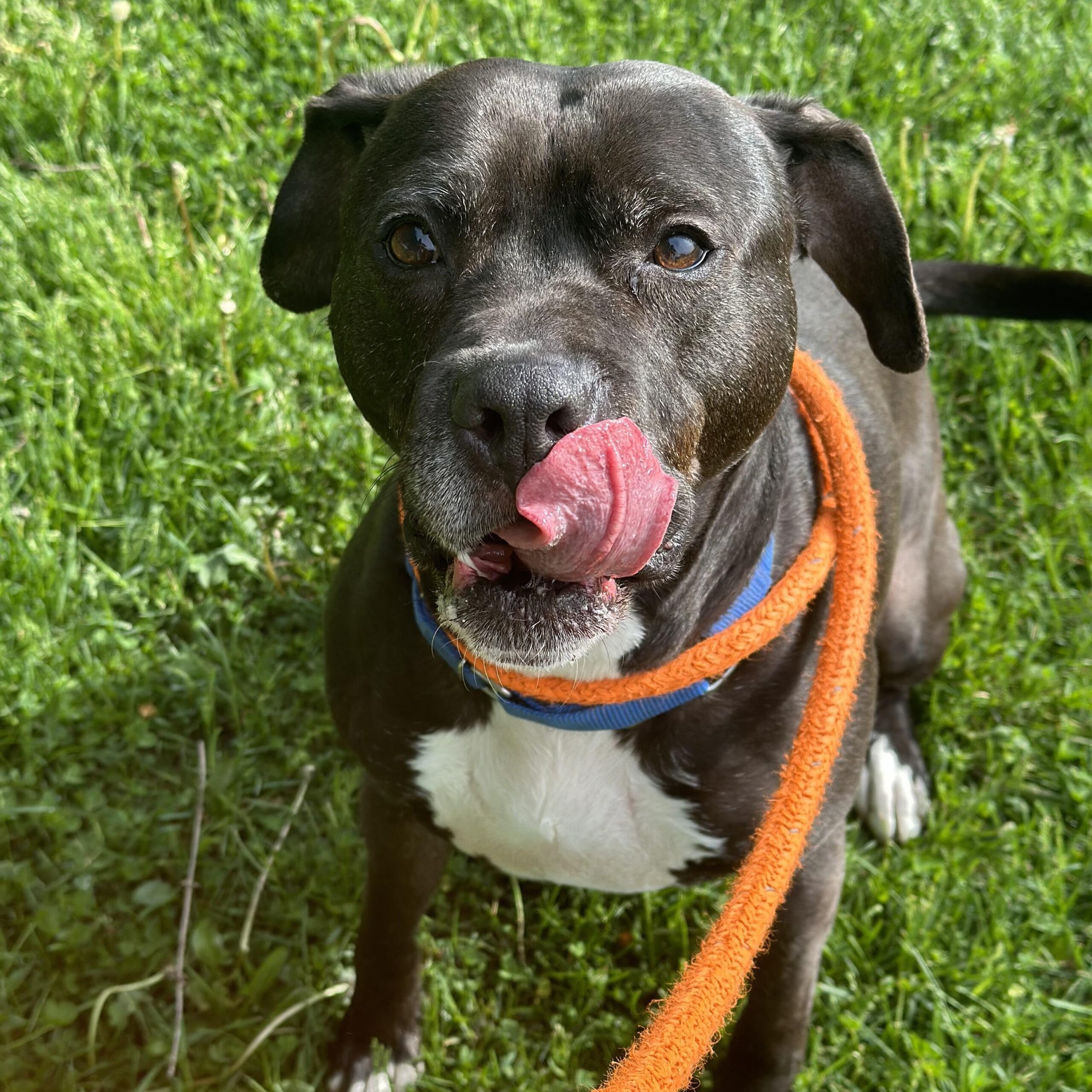 Onyx has spent 7 years at Ohio animal shelter and it’s time he finds a real place to call home Onyx has spent 7 years at Ohio animal shelter and it’s time he finds a real place to call home