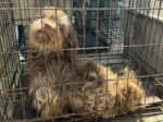 Operation Abandoned: Rescue group arrives to save dogs in situation unfit for life