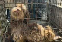 Operation Abandoned: Rescue group arrives to save dogs in situation unfit for life