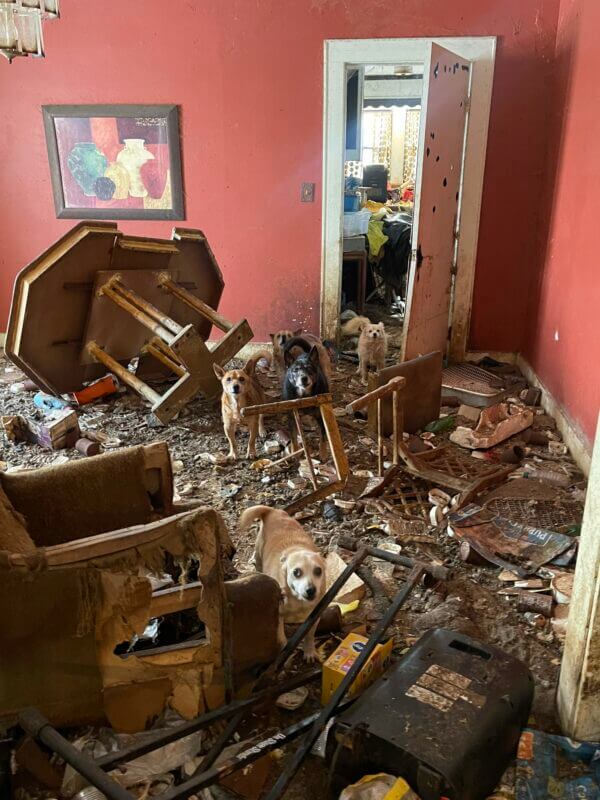 Emergency rescue of more than 75 dogs abandoned in rotting house after owners moved away