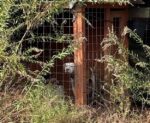 45 suspects arrested in disturbing Texas dog fighting ring bust