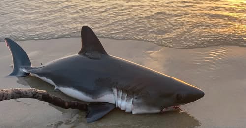 Awesome woman walking her dog spots gasping shark and helps it back into ocean Awesome woman walking her dog spots gasping shark and helps it back into ocean