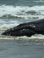 Heartbreaking: Stranded humpback whale euthanized despite heroic rescue attempts Heartbreaking: Stranded humpback whale euthanized despite heroic rescue attempts
