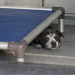 Heartbreaking in need of rescue: If fear had a face this is it