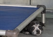 Heartbreaking in need of rescue: If fear had a face this is it