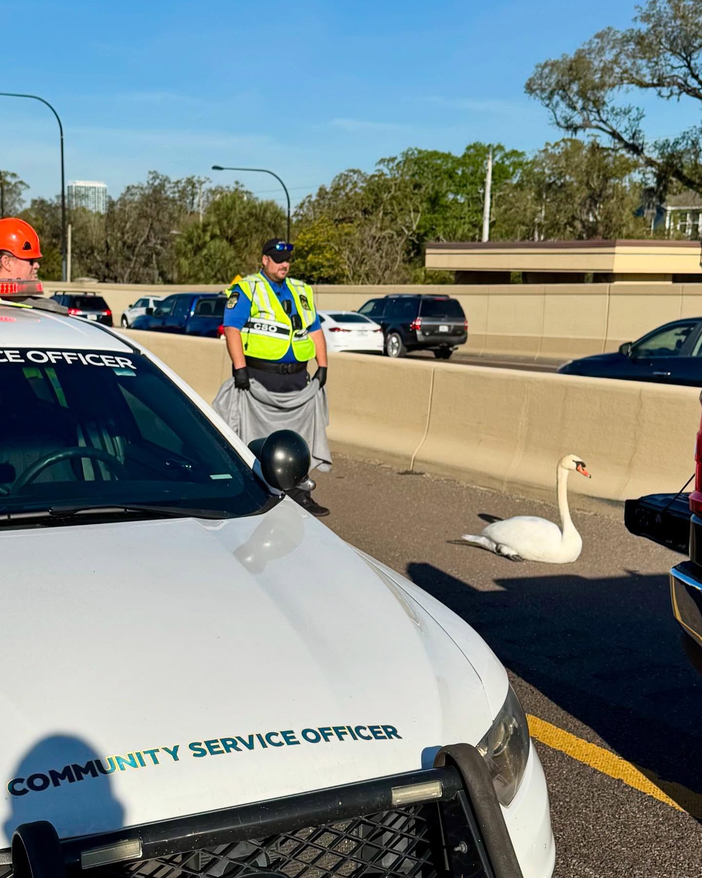 Swan waddles across busy highway in Orlando as police made sure bird is safe