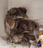 Orphaned baby turkeys turn to feather duster as their stand-in mom Orphaned baby turkeys turn to feather duster as their stand-in mom