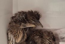 Orphaned baby turkeys turn to feather duster as their stand-in mom