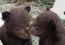 Two-month-old bear cub brothers orphaned after officials killed their mother being raised at wildlife center