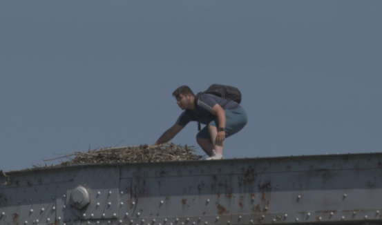 Birdwatcher heartbroken after spotting man and 2 friends climb into osprey nest and steal eggs Birdwatcher heartbroken after spotting man and 2 friends climb into osprey nest and steal eggs