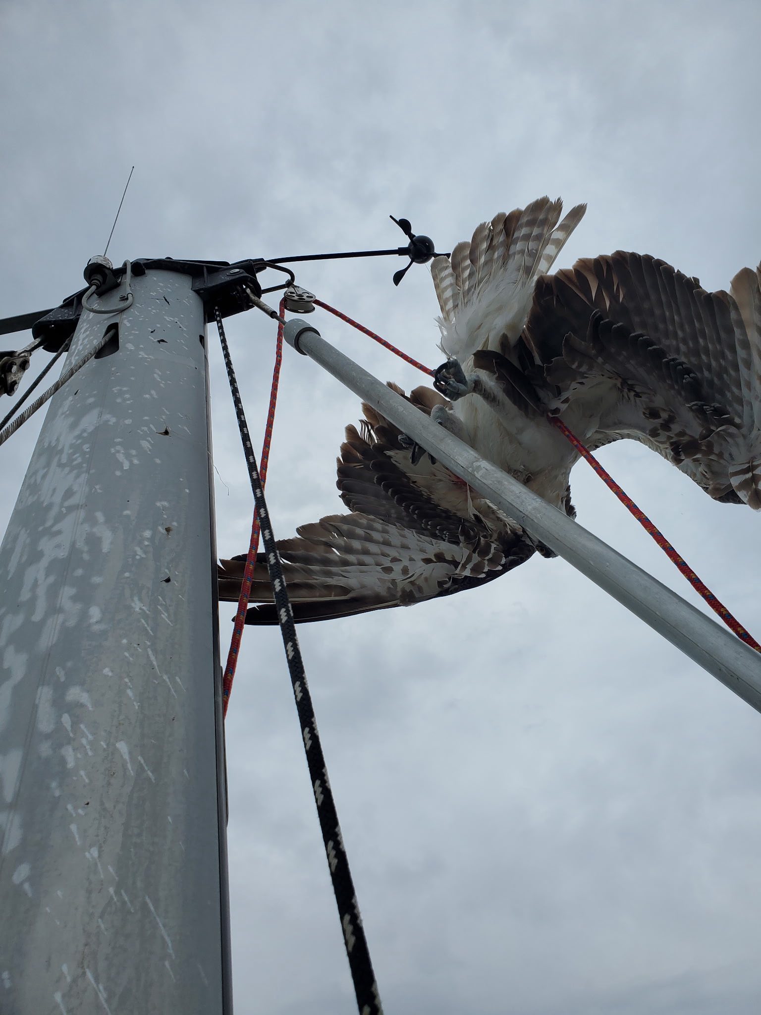 Wildlife officers rescue osprey entangled in sailboat’s mast rigging Wildlife officers rescue osprey entangled in sailboat’s mast rigging