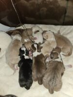 Litter of 8 newborn puppies discovered abandoned inside a shopping bag at Philadelphia store Litter of 8 newborn puppies discovered abandoned inside a shopping bag at Philadelphia store