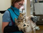 Owl once stuck in cement gets new wings and flies to freedom Owl once stuck in cement gets new wings and flies to freedom