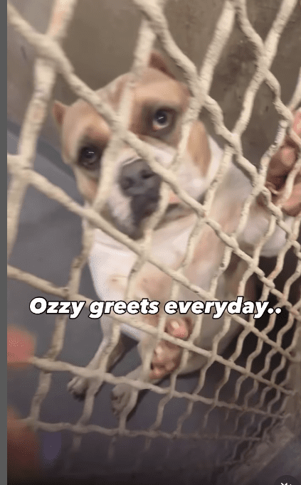 Quirky bulldog hoping to be adopted greets everyone with ‘high fives and waving hello’ Quirky bulldog hoping to be adopted greets everyone with ‘high fives and waving hello’