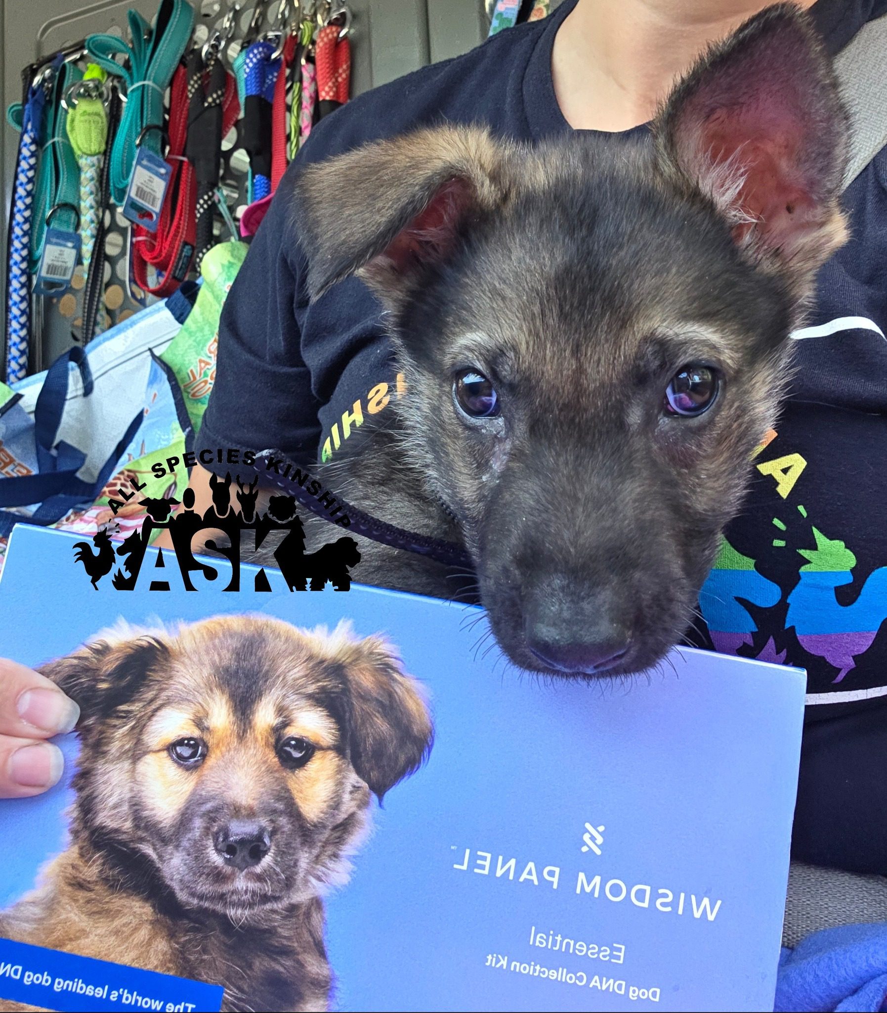 Puppy tied up inside trash bag and thrown out of moving vehicle making miraculous recovery