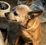 Please help 75-year-old army veteran find his 12 year old Chihuahua missing for days