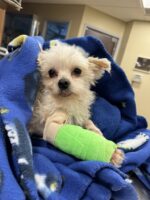 Reward offered for information about abandoned dog severely matted slated to lose a leg