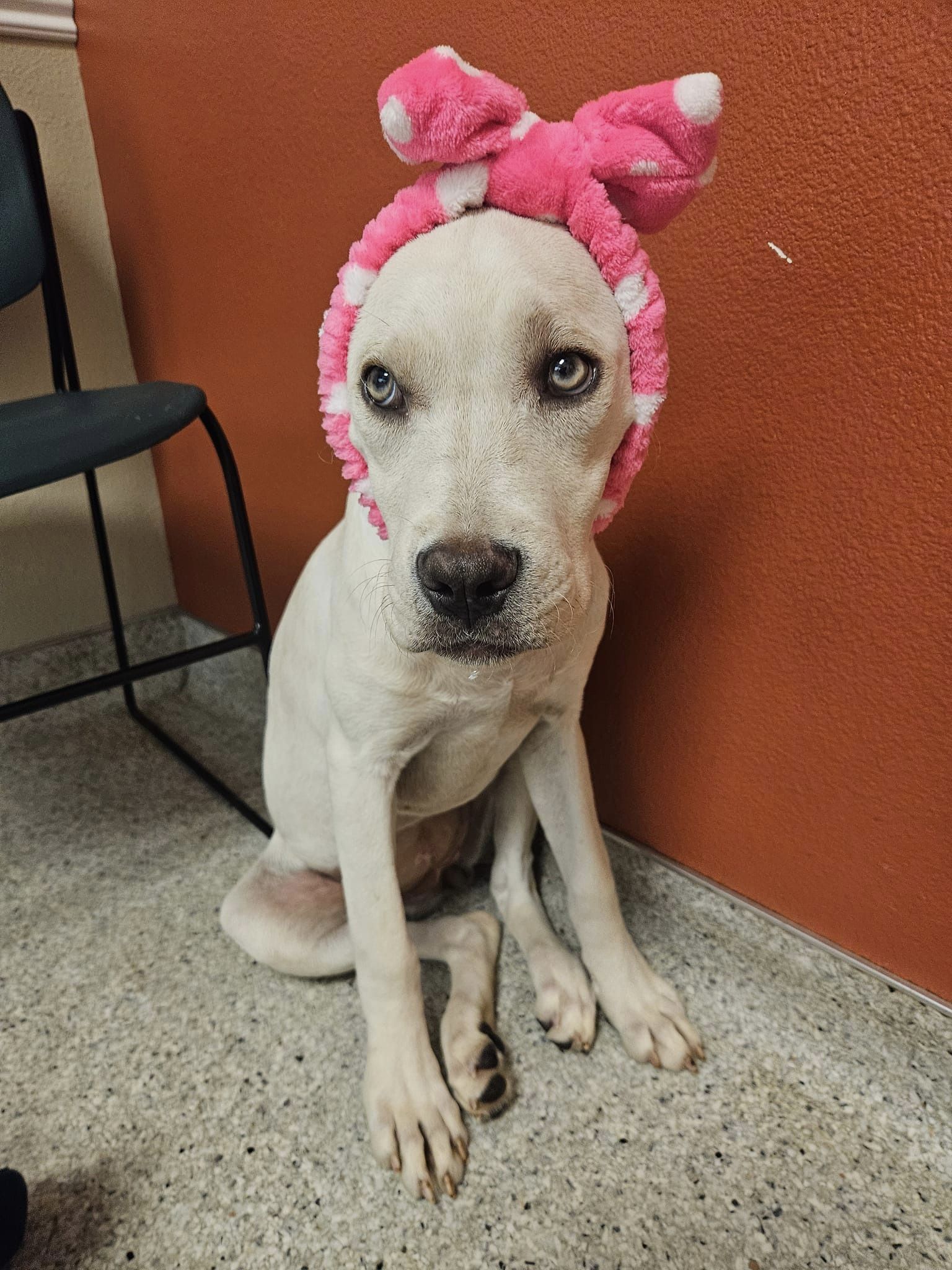 New friend needed to give a shy puppy left behind at shelter a home
