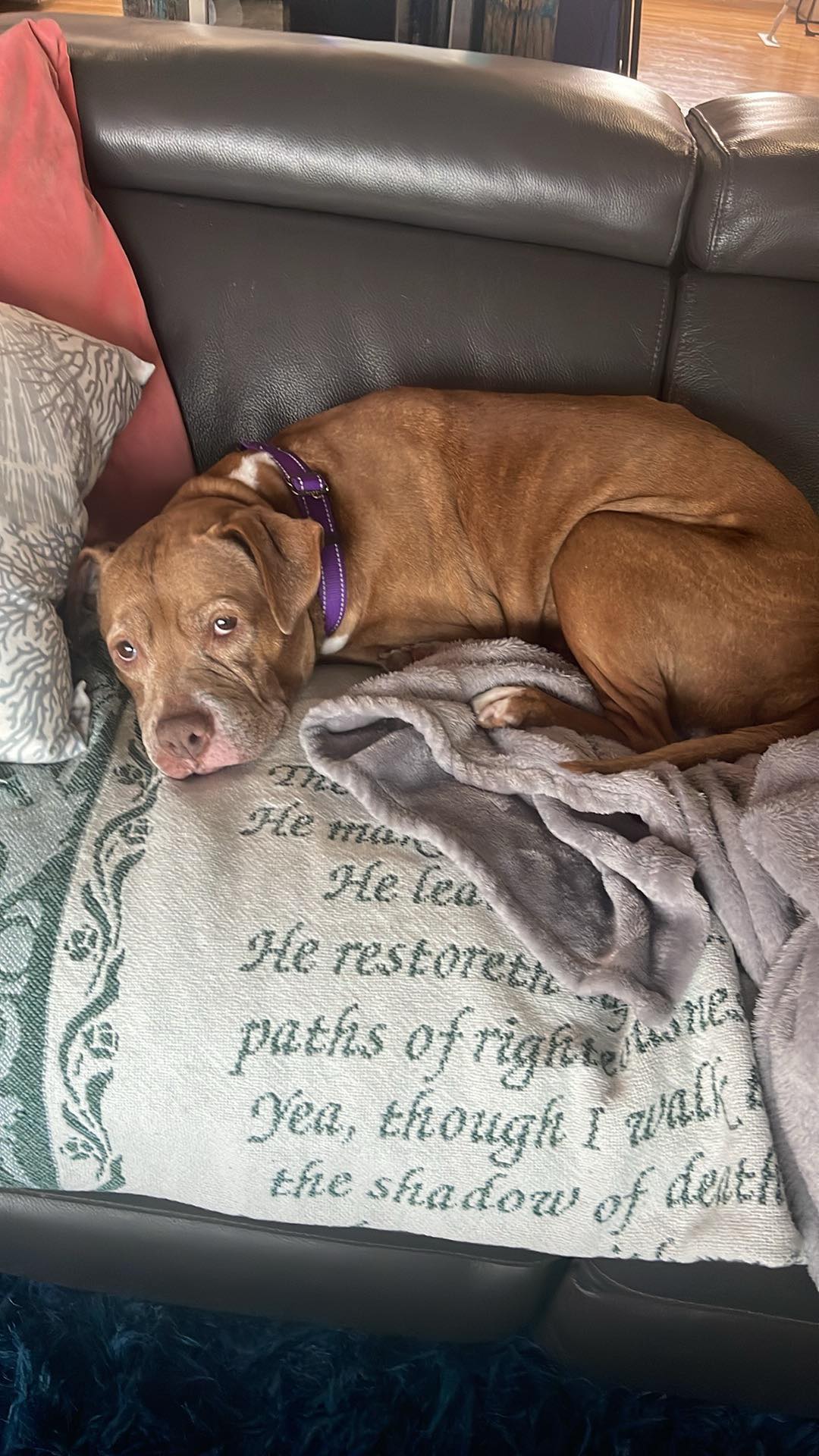 Adopter shares her first experience adopting a dog from a shelter breaking social media hearts Adopter shares her first experience adopting a dog from a shelter breaking social media hearts