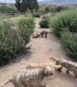 Rescued: 16 severely neglected small dogs abandoned in SoCal park