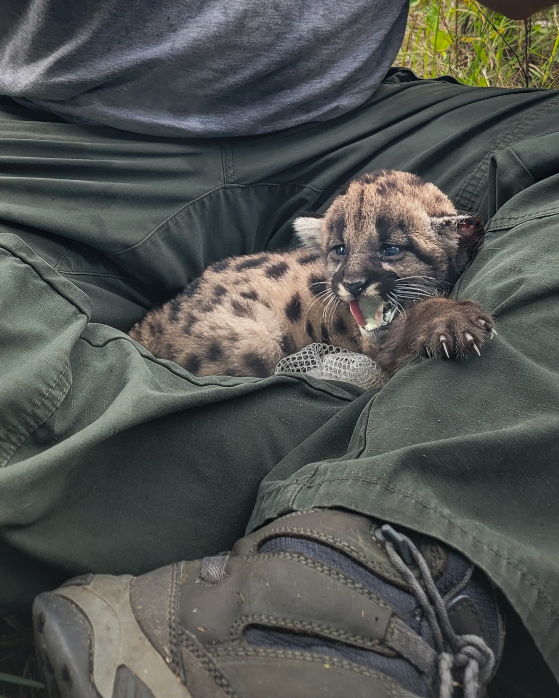 Two endangered Florida panther kittens killed by predator