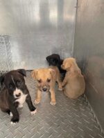 Four tiny puppies abandoned on dirt road discovered eating fallen papaya to survive Four tiny puppies abandoned on dirt road discovered eating fallen papaya to survive