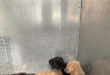Four tiny puppies abandoned on dirt road discovered eating fallen papaya to survive