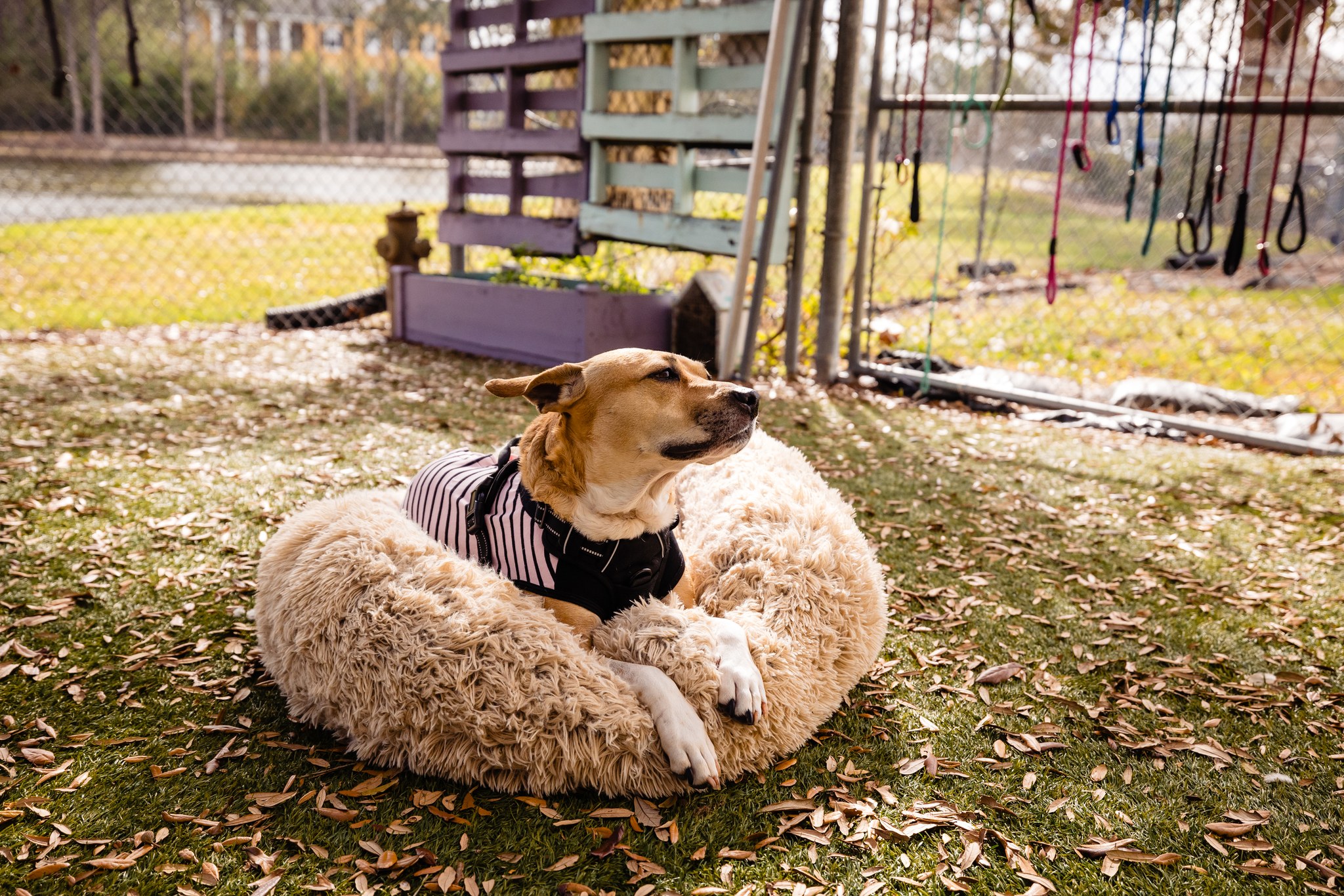 Dog that lost her leg and her home left on side of road finds her ‘forever after’ where she’s truly loved
