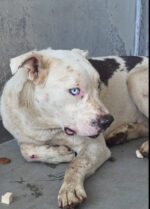Parker’s life has not known kindness: Help find him exit plan immediately