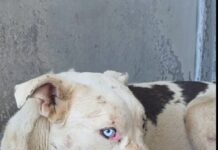 Parker’s life has not known kindness: Help find him exit plan immediately