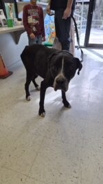 Heartwarming: Senior dog that disappeared FIVE years ago reunited with his family