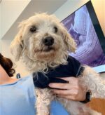 Poodle’s incredible journey after lost for 5 years begins new life