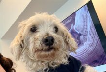 Poodle’s incredible journey after lost for 5 years begins new life