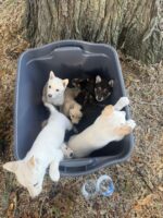 Ten parvo virus ill puppies and 2 adult dogs abandoned in storage bucket at Largo park