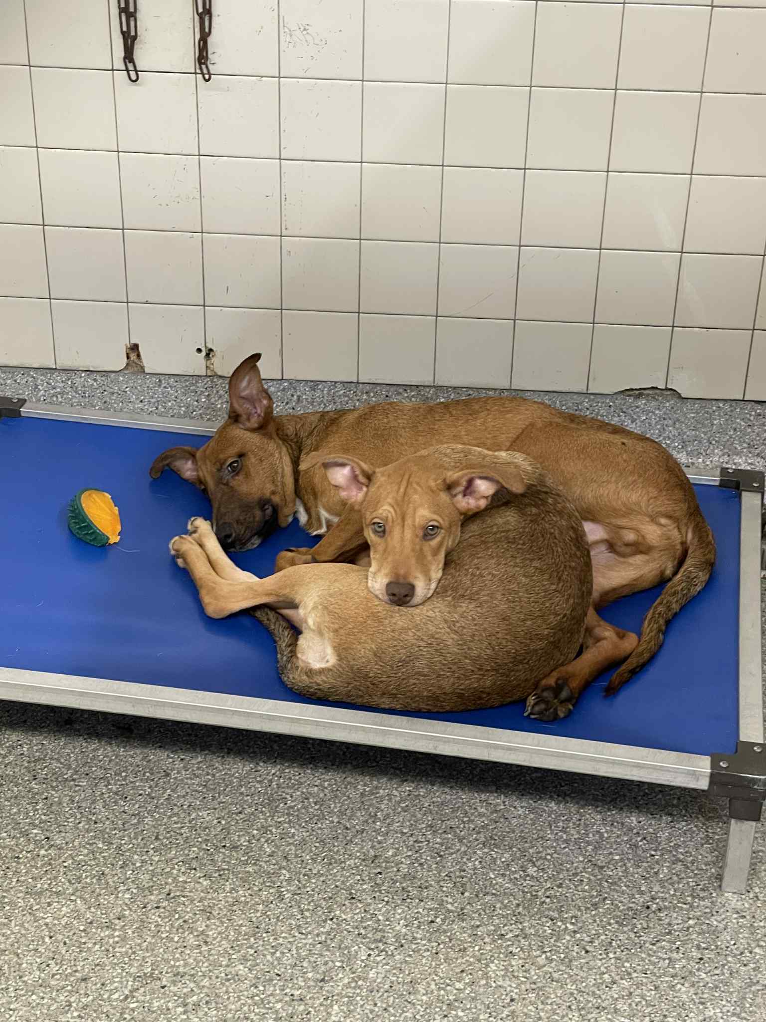 Two puppies with two broken hearts still waiting for place to call home Two puppies with two broken hearts still waiting for place to call home
