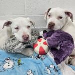 Bonded puppies abandoned on side of road with bowl of spaghetti they had been sharing