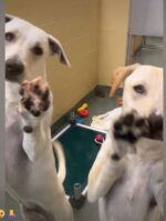 Bonded 7-month-old Labs adopted together after shelter’s social media shared their story Bonded 7-month-old Labs adopted together after shelter’s social media shared their story