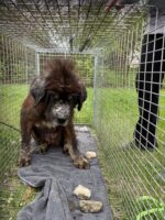 Two abandoned mastiffs in heartbreaking condition captured near school get first taste of good life