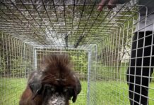 Two abandoned mastiffs in heartbreaking condition captured near school get first taste of good life