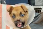 Puppy who lost most of his nose from traumatic injury remains brave and resilient