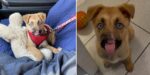 UPDATE: Puppy recovering from traumatic nose injury ready to be adopted as playful personality shines UPDATE: Puppy recovering from traumatic nose injury ready to be adopted as playful personality shines