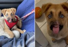 UPDATE: Puppy recovering from traumatic nose injury ready to be adopted as playful personality shines