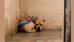 Owner dressed dog in rainbow colored sweater abandoned after being tied to crate