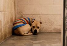 Owner dressed dog in rainbow colored sweater abandoned after being tied to crate